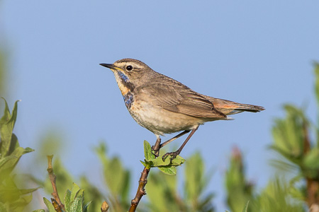 Blaukehlchen