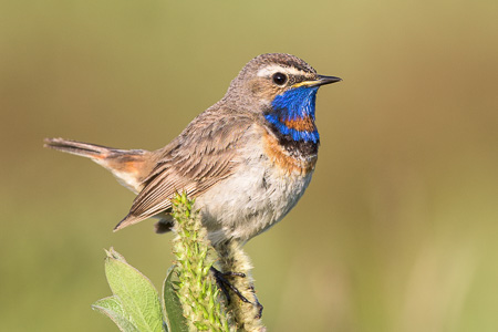 Blaukehlchen