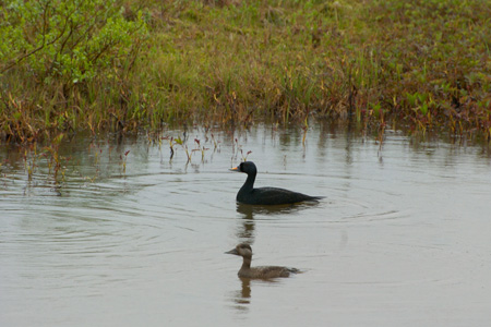 Trauerente Trauerente