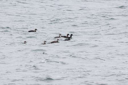 Trauerente Trauerente