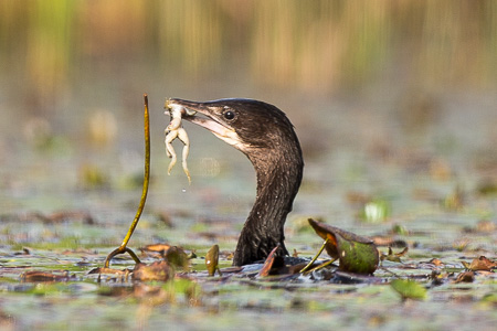 Sterntaucher