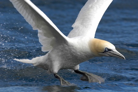 Northern Gannet