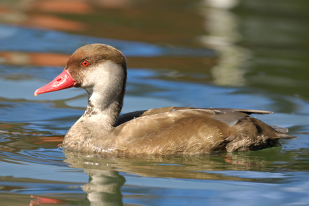 Kolbenente Kolbenente