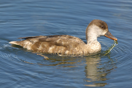 Kolbenente Kolbenente
