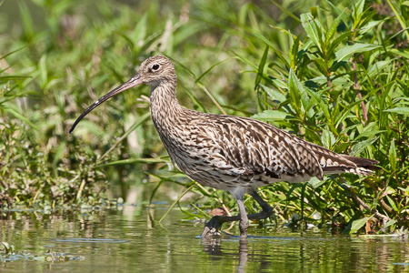 Grosser Brachvogel