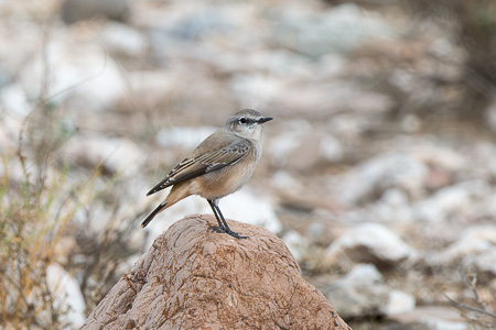 Kaukasussteinschmätzer