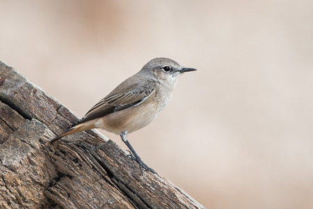 Kaukasussteinschmätzer