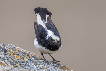 Felsensteinschmätzer