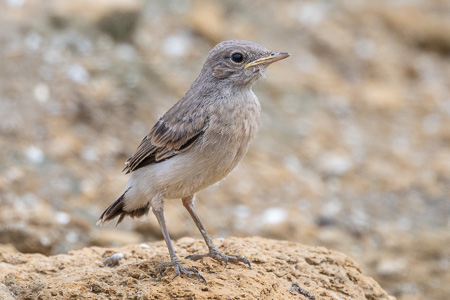 Felsensteinschmätzer
