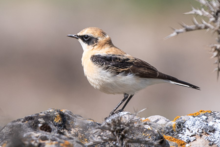 Maurensteinschmätzer