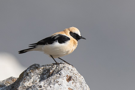 Maurensteinschmätzer