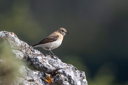 Maurensteinschmätzer