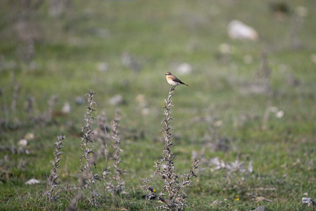Maurensteinschmätzer