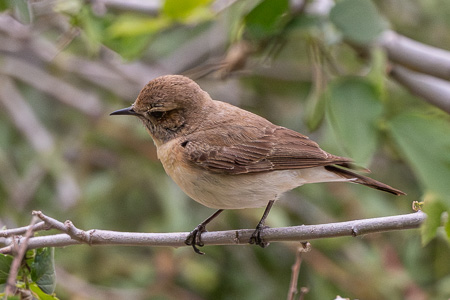 Balkansteinschmätzer