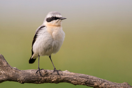 Northern Wheatear