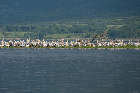 Rosapelikan