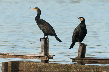 Kormoran