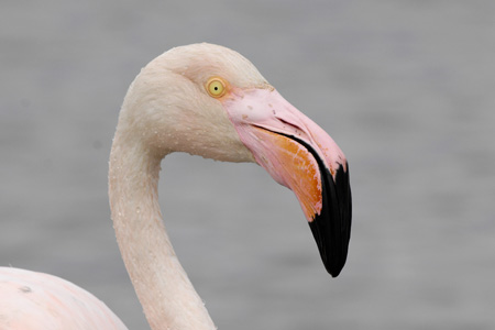 Rosaflamingo
