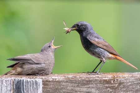 Hausrotschwanz Hausrotschwanz