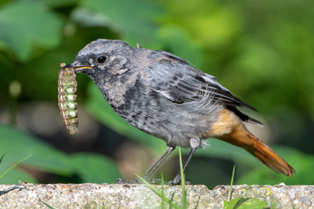 Hausrotschwanz Hausrotschwanz