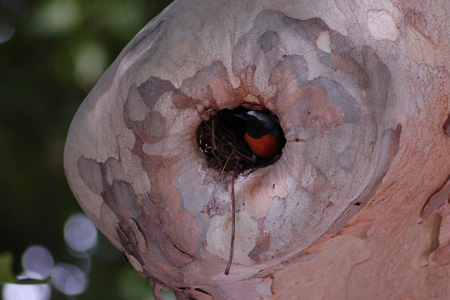 Gartenrotschwanz