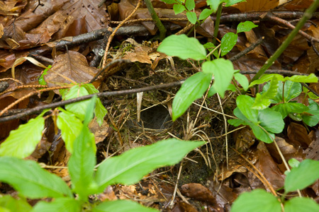 Waldlaubsänger