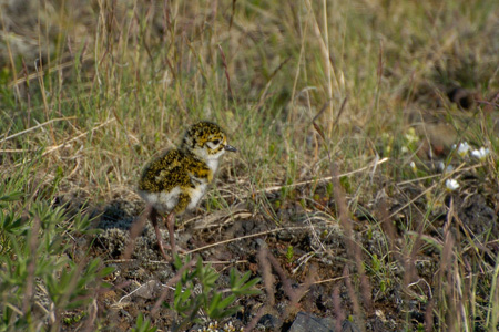 Goldregenpfeifer Goldregenpfeifer