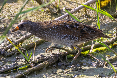 Tüpfelsumpfhuhn