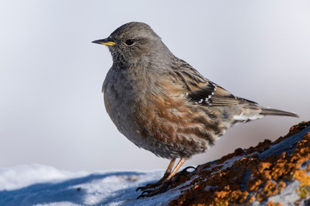 Alpenbraunelle Alpenbraunelle