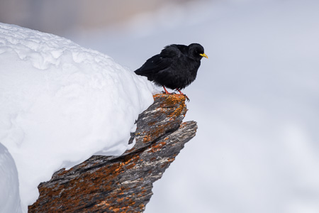 Alpendohle