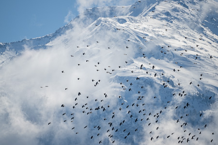 Alpendohle Alpendohle