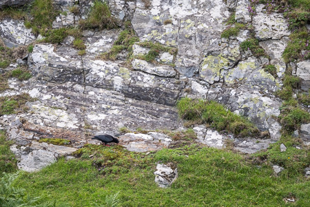 Alpenkrähe Alpenkrähe