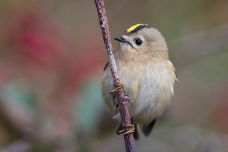 Wintergoldhähnchen