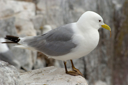Dreizehenmöwe