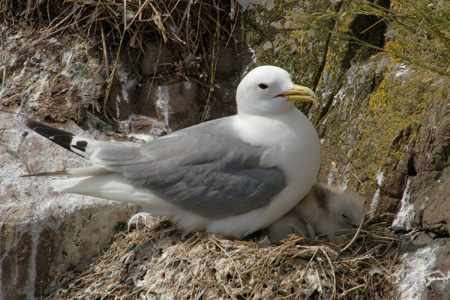Dreizehenmöwe