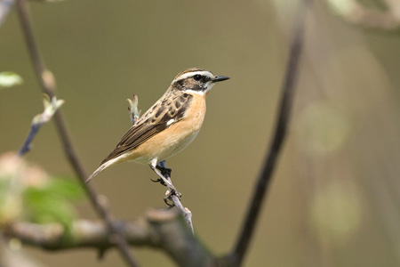 Braunkehlchen