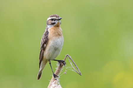 Braunkehlchen