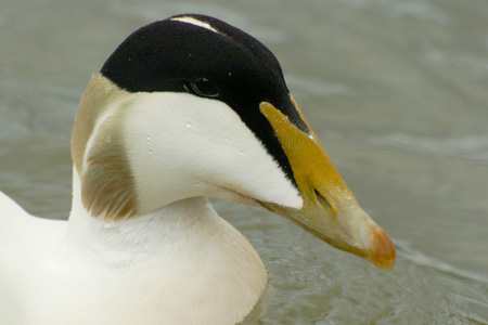 Eiderente