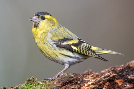 Eurasian Siskin