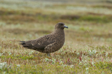 Skua