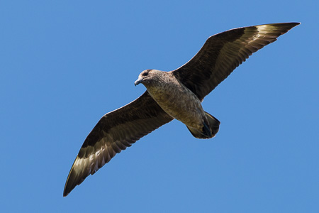 Skua