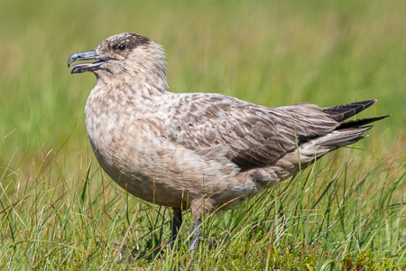 Skua