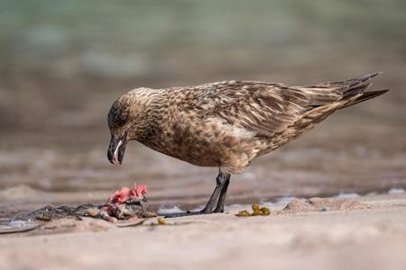 Skua