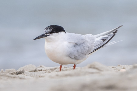 Rosenseeschwalbe Rosenseeschwalbe