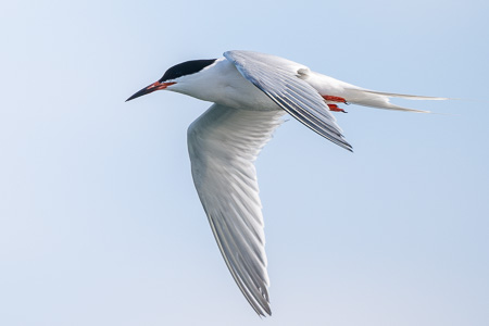 Rosenseeschwalbe Rosenseeschwalbe