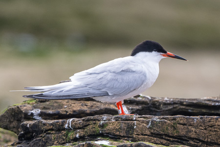 Rosenseeschwalbe Rosenseeschwalbe