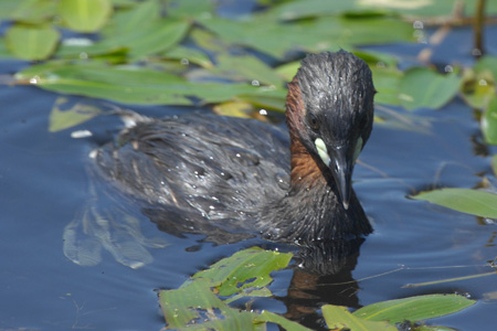 Zwergtaucher