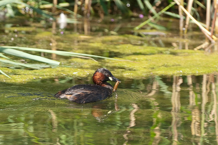 Zwergtaucher