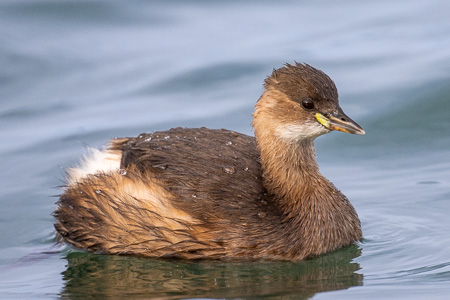 Zwergtaucher