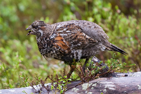 Haselhuhn